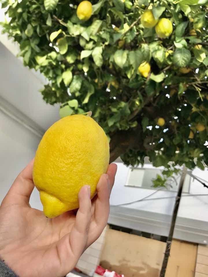 Zitronen pflücken Vanlife Andalusien